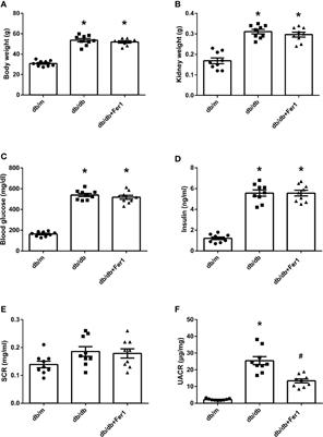 Ferroptosis Enhanced Diabetic Renal Tubular Injury via HIF-1α/HO-1 Pathway in db/db Mice